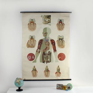 Ärzte Plakat 50er Jahre Klassenzimmer Biologie Unterricht Wand Plakat / Wand Bild Medizin Menschlicher Körper, Organe, Zahnarzt DDR