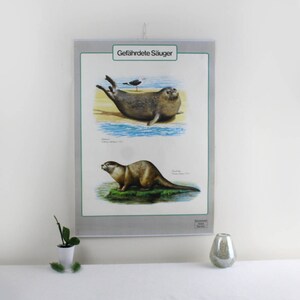 Schule Plakat Gefährdete Säuger 70er Jahre Klassenzimmer Biologie Unterricht Wand Plakat Bild Fachkunde Bilder