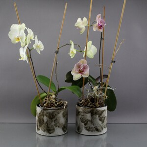 May include: Two potted orchid plants with white and pink flowers. The plants are in brown and white speckled ceramic pots. The orchids are growing on wooden stakes.