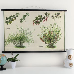 Schule Plakat Stachelbeere 70er Jahre Klassenzimmer Biologie Unterricht Wand Plakat Bild Stachelbeere Fachkunde Unterricht