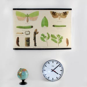 Schule Plakat Schmetterling Eichenwickler 70er Jahre Klassenzimmer Biologie Unterricht Wand Plakat Wand Bild Medizin Pflanzen