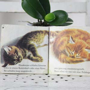 K&ouml;nnte beinhalten: Ein altes Kinderbuch mit einer bunten Illustration von zwei schlafenden Katzen. Der Text auf der Seite lautet "Hauskatzen schlafen hinterm Ofen in einem Katzenkorb oder einer Kiste. Sie schlafen lang ausgestreckt... oder ganz eng zusammengerollt. Dann sehen sie aus wie eine Pelzkugel."