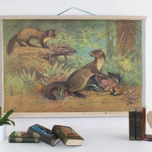 Mader Kuna Vintage Tierbild Plakat 50er Jahre Klassenzimmer Biologie Unterricht Wand Plakat Wand Bild