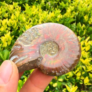 Könnte beinhalten: Ein poliertes Ammonitenfossil mit einer spiralförmigen Schale in schillernden Rot-, Orange- und Brauntönen. Die Oberfläche weist natürliche Rippen und eine glatte, glänzende Textur auf, die die komplexe Kammerstruktur des Mollusken zeigt.