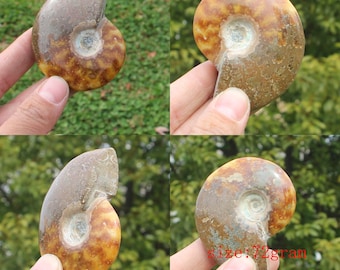 Fósil de amonita de Madagascar, pulido natural, de cuerno de cabra, regalo de cumpleaños, espécimen mineral, decoración del hogar