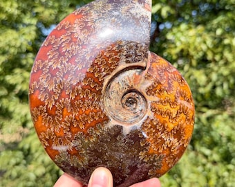 Natural Polished  Fossil Ammonite Madagascar, birthday gift/ Mineral Specimen,Home Decor