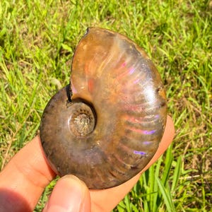 NaturalPurple and red Fossil Ammonite Madagascar, birthday gift/ Mineral Specimen,Home Decor