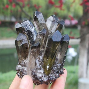 May include: A cluster of smoky quartz crystals, featuring multiple dark, translucent points. The crystals vary in size and shape, with a range of brown and gray hues. The base of the cluster is a darker, rough texture. The background is blurred, with greenery and red flowers.
