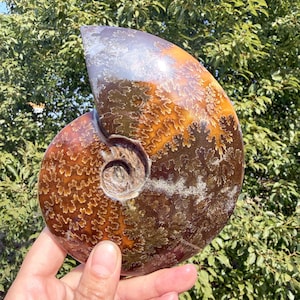 Puede incluir: Un fósil de amonita pulido con forma de espiral. El fósil presenta una mezcla de colores marrón, naranja y plateado, con intrincados patrones en su superficie. Es un artículo decorativo natural.