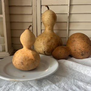 May include: A collection of dried gourds in various shapes and sizes, with tan and brown hues. One gourd sits on a white plate, while others rest on a white embroidered cloth. The background features white shutters.