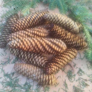 36 Small Pine Cones 