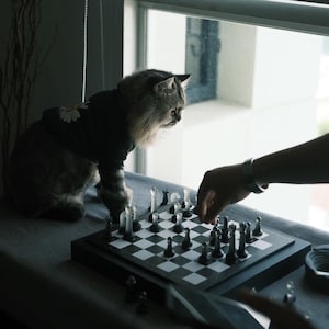 May include: A grey cat wearing a black and white patterned shirt watches a person's hand move a chess piece on a black and white chessboard.