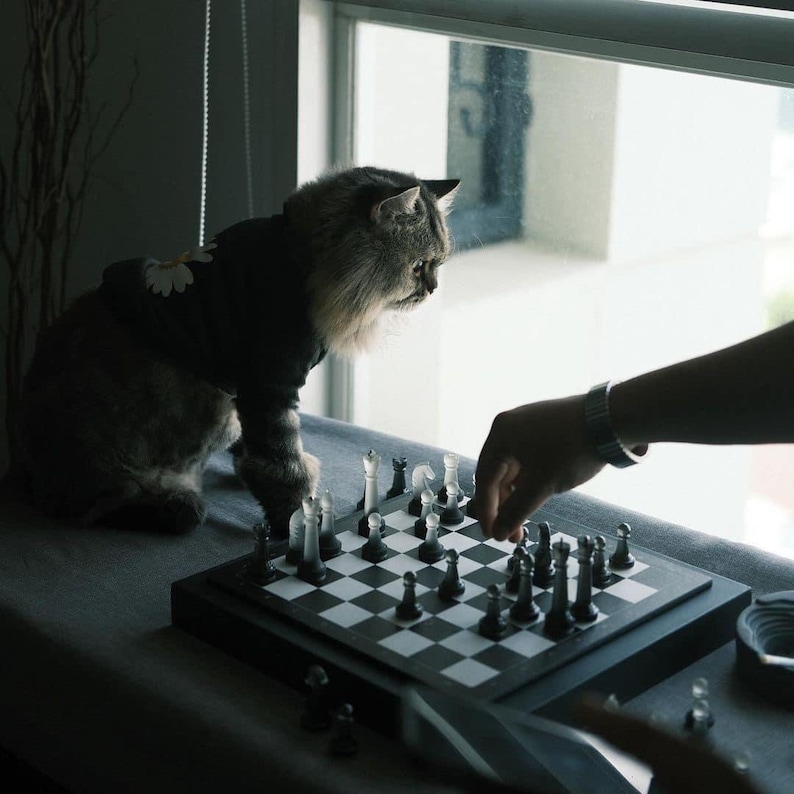 May include: A grey cat wearing a black and white patterned shirt watches a person's hand move a chess piece on a black and white chessboard.