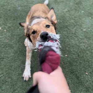 May include: A brown and white dog with a black nose is playing tug of war with a red and white rope toy. The dog is looking directly at the camera.