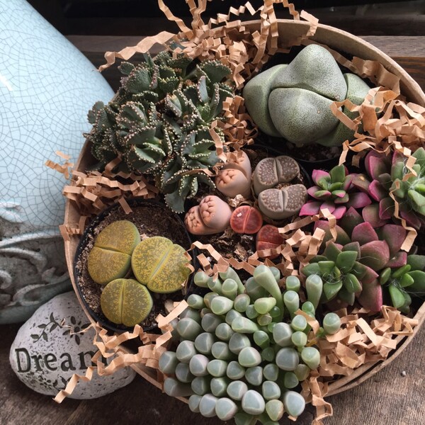 Succulent Gift Box 'Mimic' Collection. A Half Dozen Assorted Premium Mesembs aka Mimicry Succulents - La Fleur Succulente