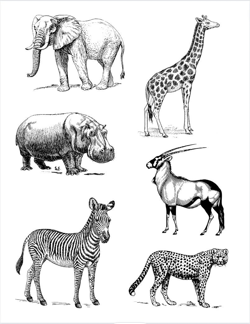 Zoo Animal Coloring Page - Etsy