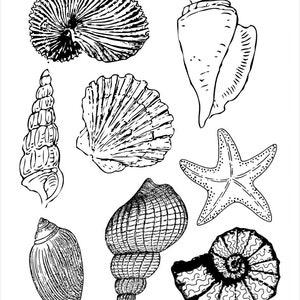 Seashell Coloring Page