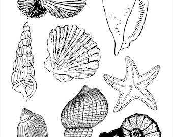 Seashell Coloring Page