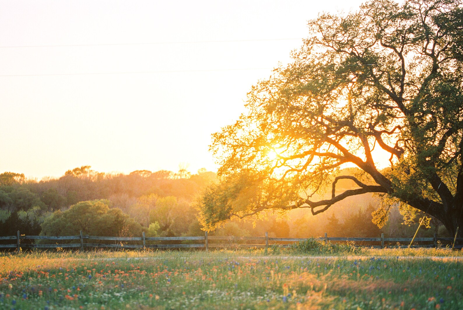 Texas Oak Tree Wall Art, Texas Oak Trees, Texas Sunset, Bluebonnet Wall