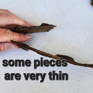 May include: Two pieces of brown bark, one is held in a hand and the other is laying flat on a white surface. Some bark pieces are almost paper thin.