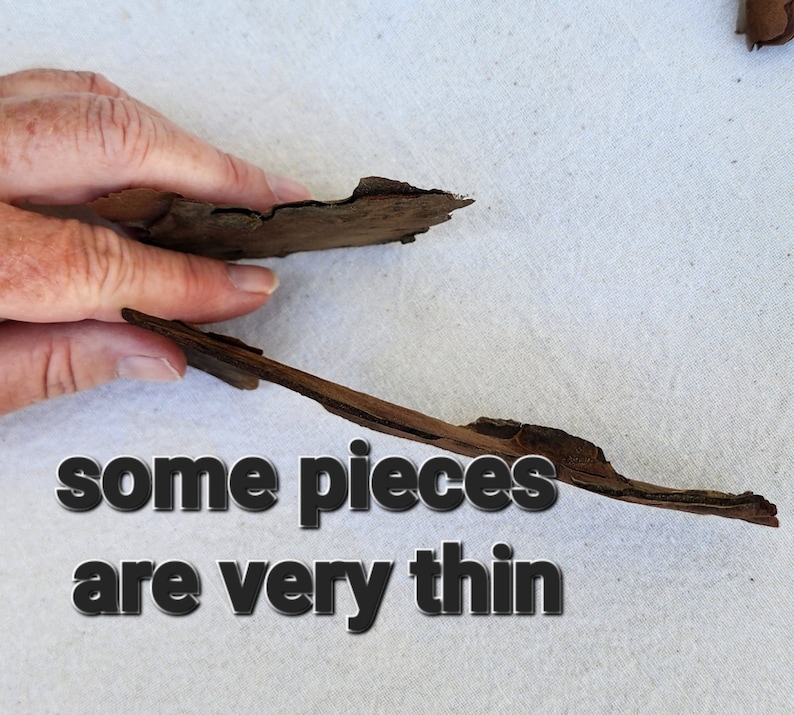 May include: Two pieces of brown bark, one is held in a hand and the other is laying flat on a white surface. Some bark pieces are almost paper thin.