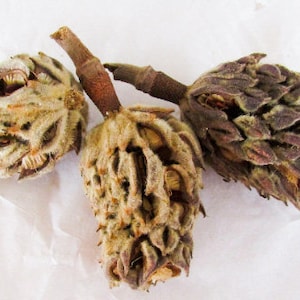 May include: Three dried flower buds, one with a brown, textured exterior and two with a light brown, fuzzy exterior.