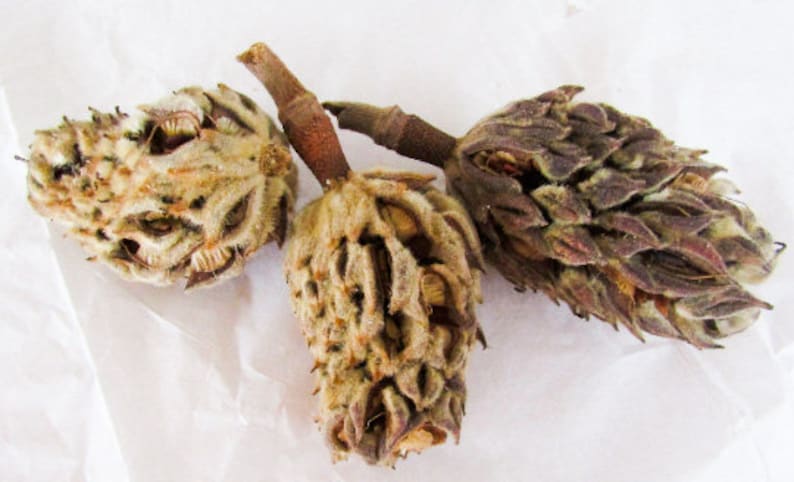 May include: Three dried flower buds, one with a brown, textured exterior and two with a light brown, fuzzy exterior.