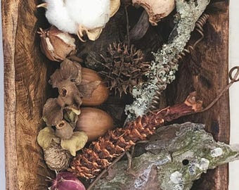 Forest Floor Kit: Naturalist DIY Display with Moss & Lichen