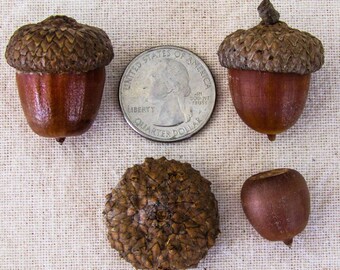acorns for sale australia