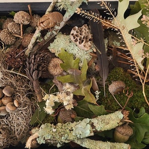 Lg Forest Findings Collection, Dried Botanicals, Forest Decor, Photography Props
