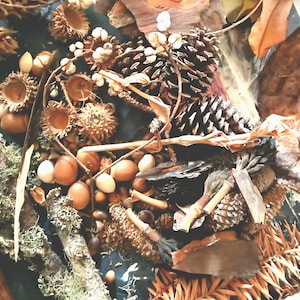 Dried Botanical Forest Findings Decor Kit, Nature Crafts, Desktop Accents