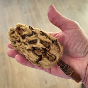 May include: A dried magnolia flower pod with a brown, textured stem. The pod is light brown and has a fuzzy texture. The pod is open and reveals the seeds inside.