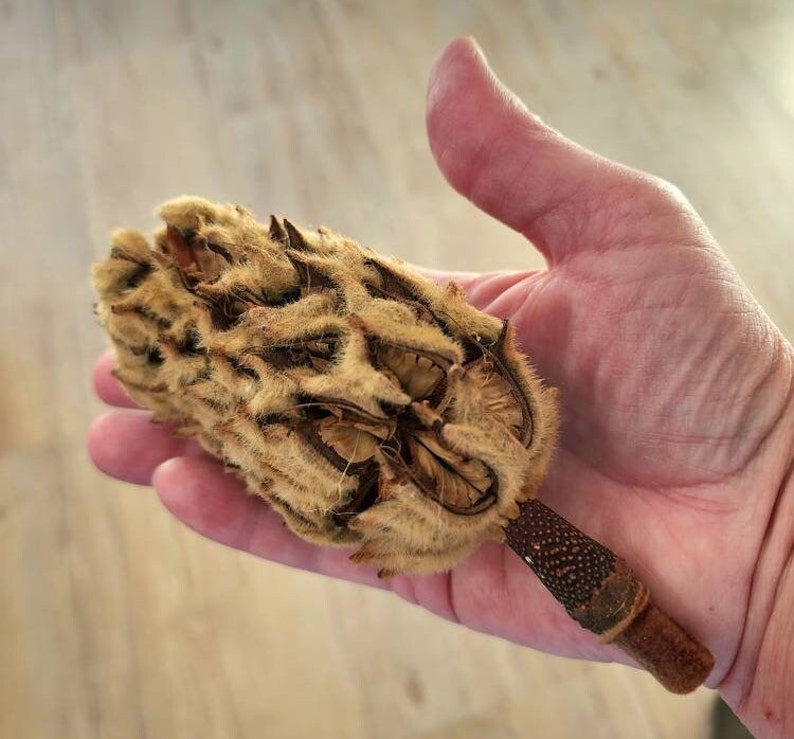 May include: A dried magnolia flower pod with a brown, textured stem. The pod is light brown and has a fuzzy texture. The pod is open and reveals the seeds inside.