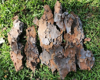 Organic Pine Bark Crafts: Thin Pieces for Fairy Gardens, Terrariums, Dioramas