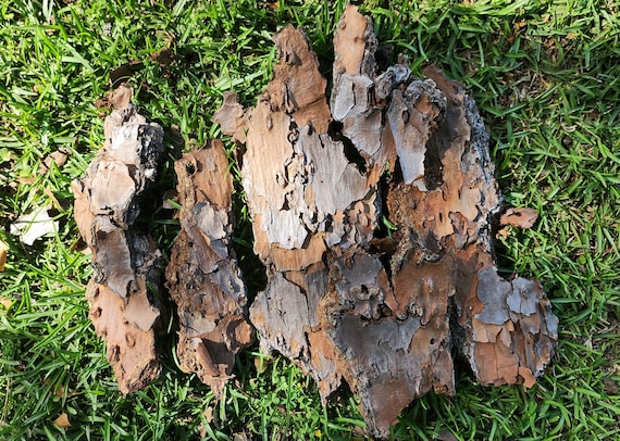Organic Pine Tree Bark: Thin Craft Pieces for Fairy Gardens, Terrariums and more.