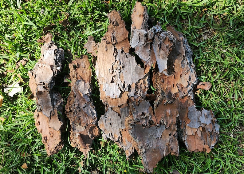 Może przedstawiać: Zbliżenie na kilka kawałk&oacute;w brązowej kory o szorstkiej, fakturowanej powierzchni. Kora leży na zielonej trawie.