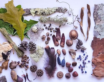 Lg Forest Findings Collection, Dried Botanical Forest Decor, Seed Pods, Photography Props, Desktop Decor