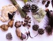 Lg Forest Findings Collection, Foraged Forest Mix, Dried Botanical Crafts, Fairy Garden Supply, Dried Seed Pods 