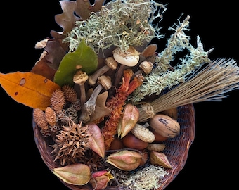 Natural Forest Floor Kit: Foraged Dry Botanicals, Moss/Lichen