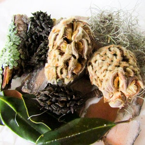 May include: A close-up of a collection of dried seed pods, some with a brown, fuzzy texture and others with a smooth, dark brown surface. The seed pods are arranged on a piece of bark with green leaves and a light brown, fuzzy material in the background.