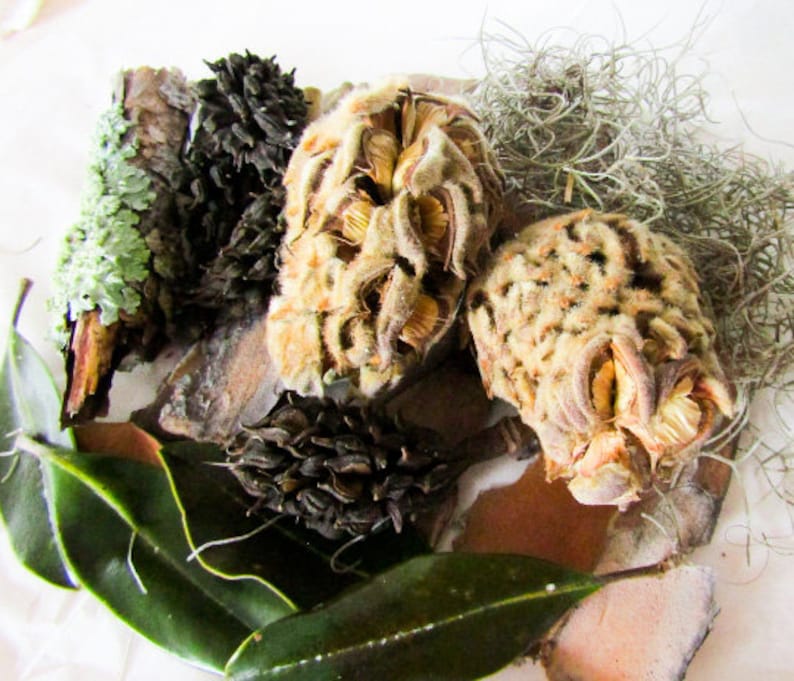 May include: A close-up of a collection of dried seed pods, some with a brown, fuzzy texture and others with a smooth, dark brown surface. The seed pods are arranged on a piece of bark with green leaves and a light brown, fuzzy material in the background.