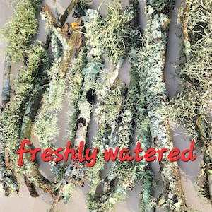 Ramitas de líquen y musgo, ramas cubiertas de musgo. Jardines de hadas y terrarios, accesorios de fotografía.