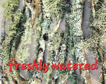 Lichen & Moss Twigs/Sticks, Mossy branches. Fairy Garden and Terrariums, Photography Props