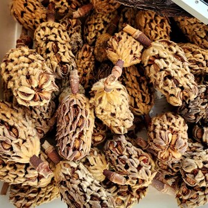Southern Magnolia Seed Pods/Cones, Natural crafts, Terrarium supplies