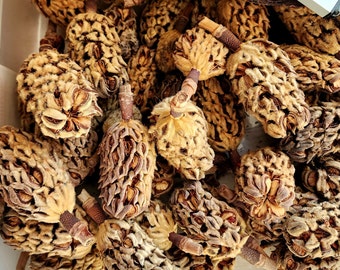 Southern Magnolia Seed Pods/Cones, Natural crafts, Terrarium supplies