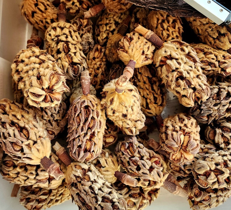 May include: A close-up of a pile of dried magnolia cones. The cones are a light brown color and have a textured surface. They are arranged in a random pattern.