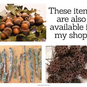 May include: A collection of acorns, twigs with lichen, and dried spiky seed pods. These items are also available in my shop.