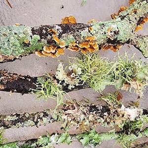 Lichen & Moss covered Twigs/Sticks, Mossy branches. Fairy Garden and Terrariums