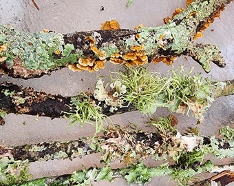 Lichen & Moss Twigs/Sticks, Mossy branches. Fairy Garden and Terrariums, Photography Props