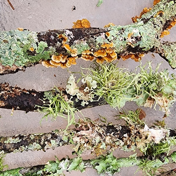 Lichen & Moss covered Twigs/Sticks, Mossy branches. Fairy Garden and Terrariums